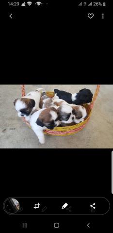 Shihtzu - Foto 2
