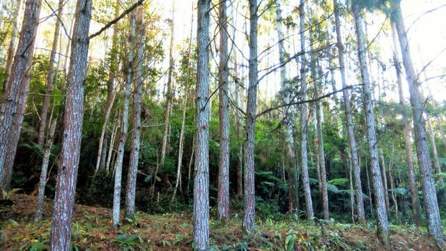 Sítio com área de 259.923,44m², com reflorestamento - Foto 16