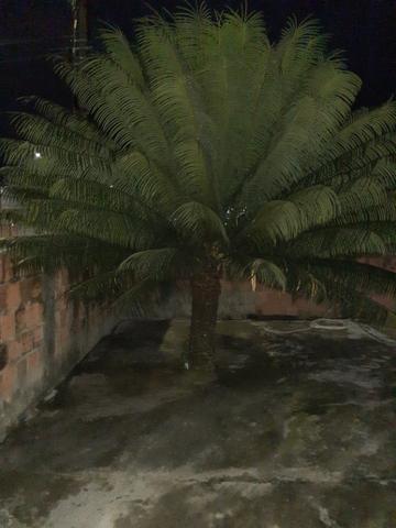 Palmeira ornamental