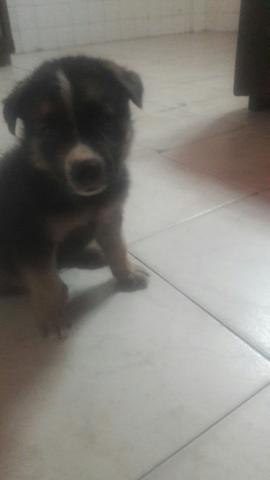 Vendo filhote pastor alemao