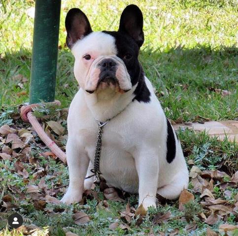 Padreador Bulldog Francês Comprovado - Foto 2
