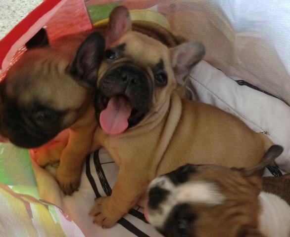 Bulldog Francês Filhote - Foto 2