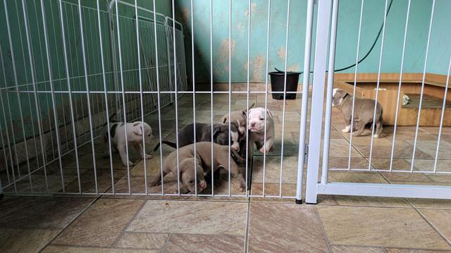 American Bully Pocket ( Aceito Cartão ) - Foto 2