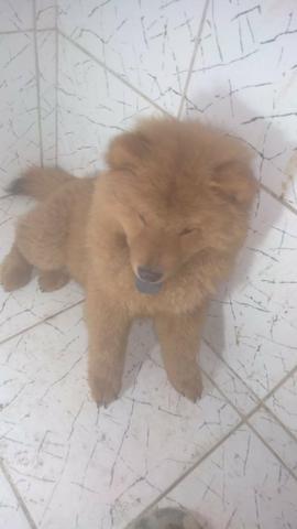 Cachorro