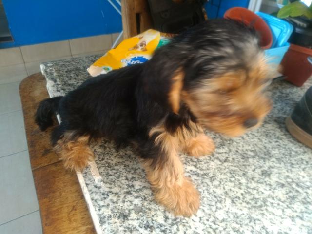 Vendo cachorro de raça vacinado - Foto 4