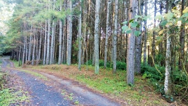 Sítio com área de 259.923,44m², com reflorestamento - Foto 4