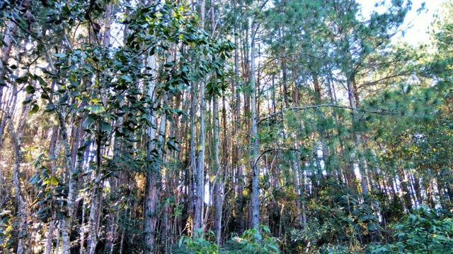 Sítio com área de 259.923,44m², com reflorestamento - Foto 20
