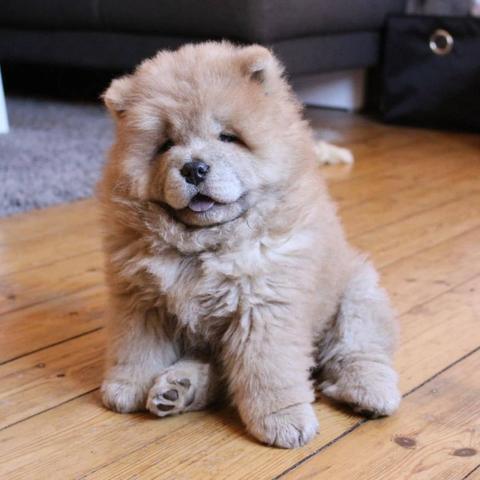 Maltês tamanho micro e padrão, com garantias e suporte veterinário de maneira gratuita!