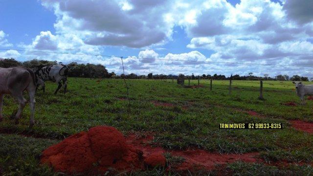 Fazenda de 13 alq. em Trindade - Foto 4
