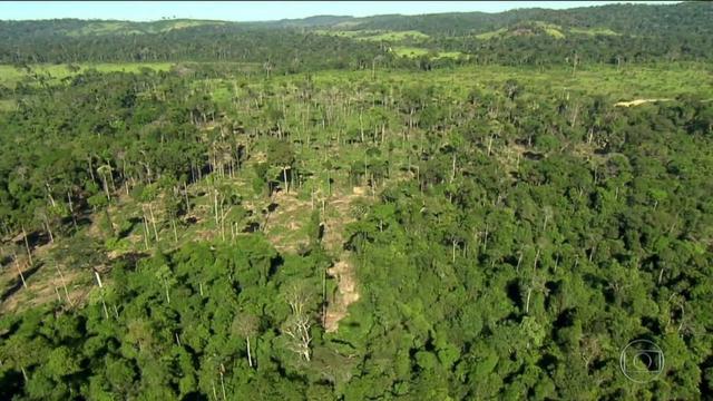 Fazenda de 880 hectares Caracaraí / RR no baixo Rio Branco. ler descrição do anuncio - Foto 6
