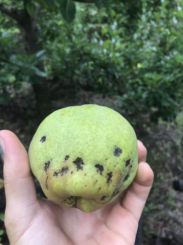 Pera kieffer (pera pau)