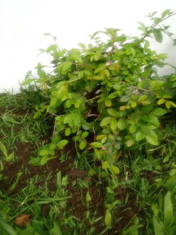 Bonsai Ulmus Parvifolia - Foto 2