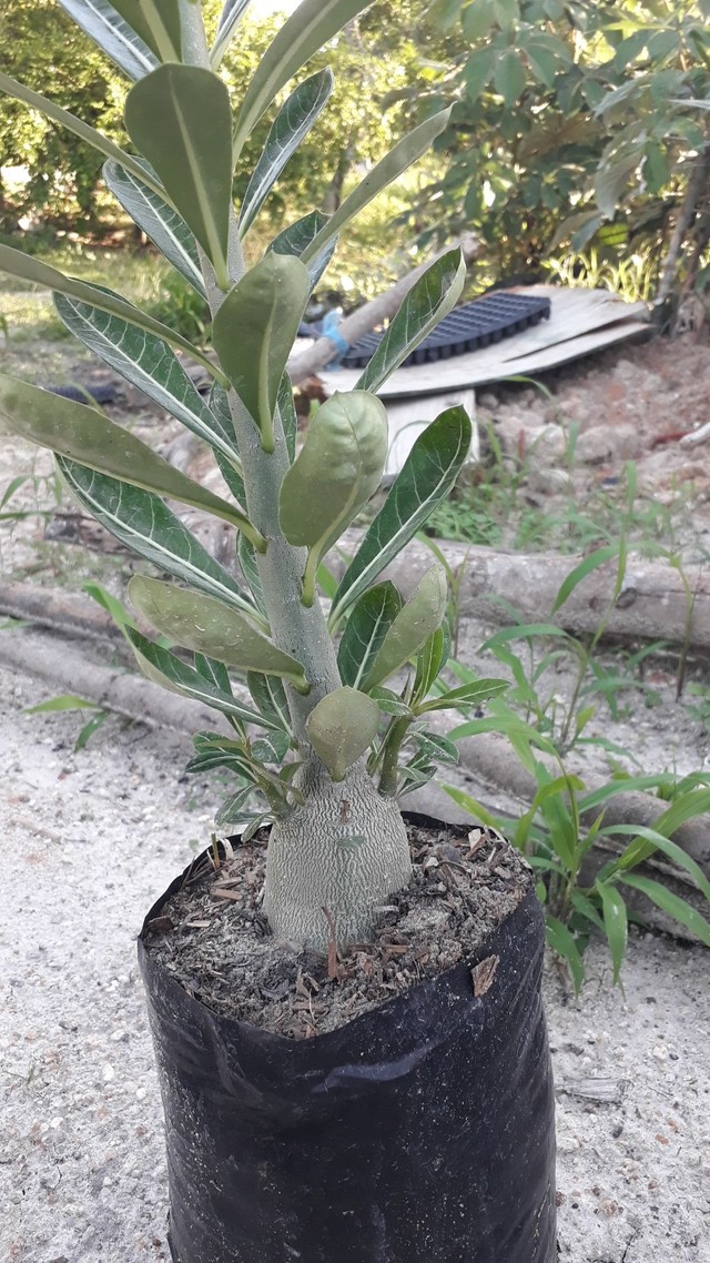 Rosa deserto  cavalo  para enxertos