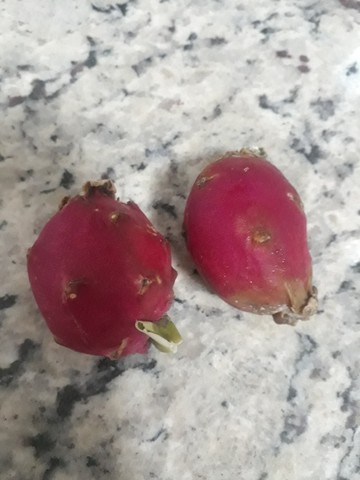 Mudas de Pitaia - Foto 3