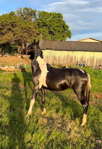 Potro Mangalarga Marchador 