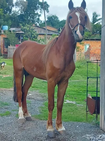 Cavalo alazão tostado de marcha picada - Cavalos e acessórios