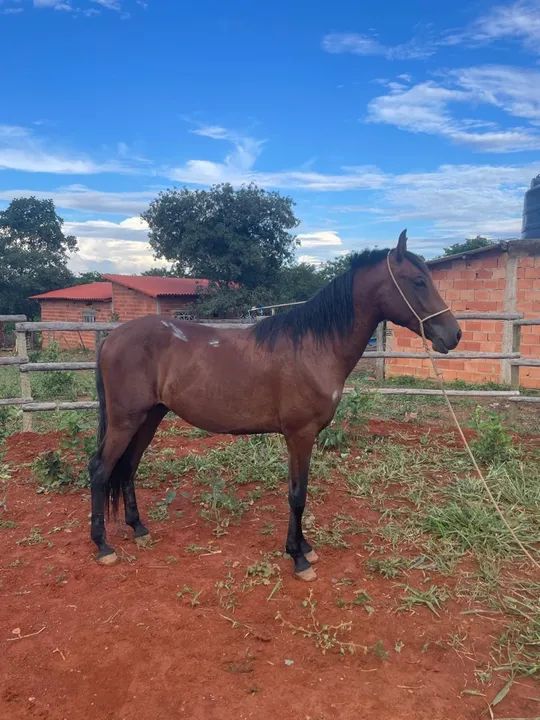 Égua mangalarga - Foto 4