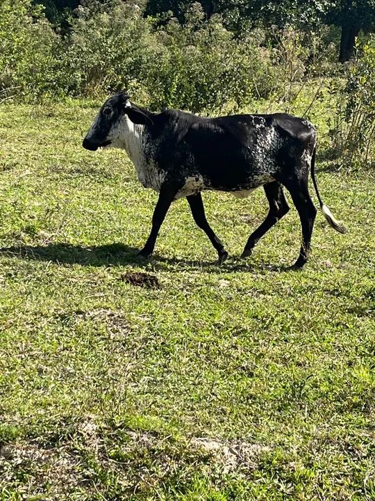 Novilhas, bezerros, Garrotes R$ 300@ - CRIA ABATE LEITE - Foto 5
