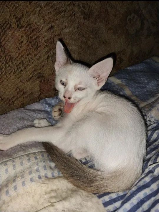 Adoção Responsável - Foto 2