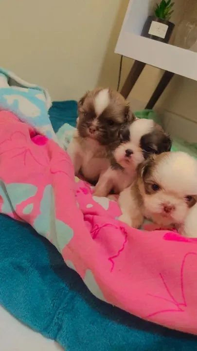 Lindos filhotes Shih Tzu 