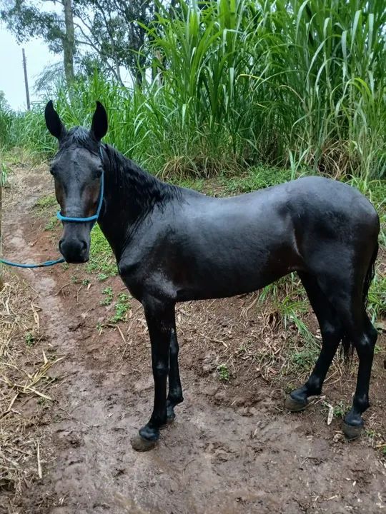 Cavalo Marcha batida  - Foto 4