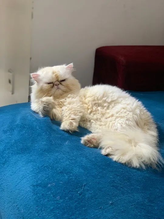 GATO PERSA PARA CRUZAR - Foto 2