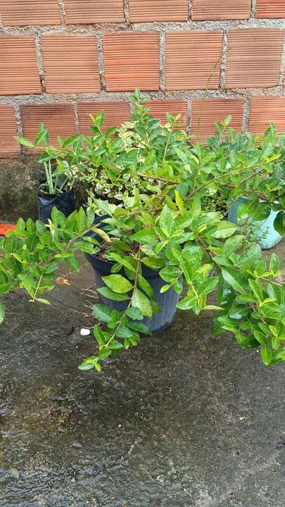 Acerola  - Foto 2