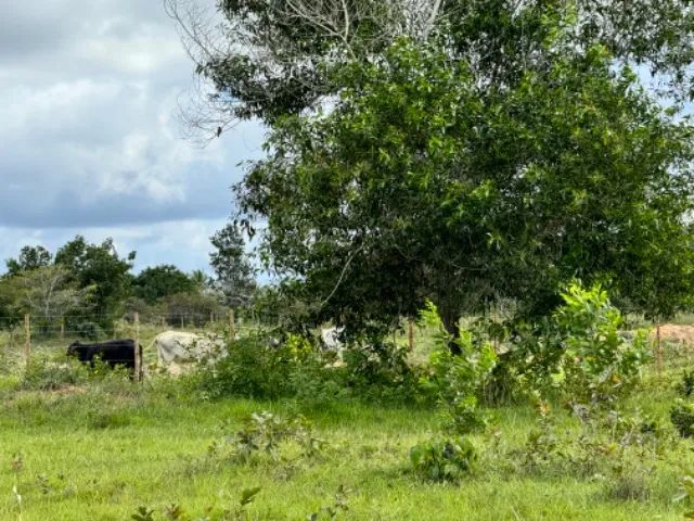 Vendo lindo sitio na praia de Cumuruxatiba ! - Foto 7