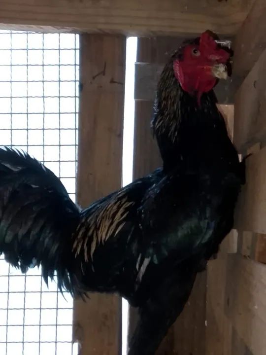 Vendo frangos e galos