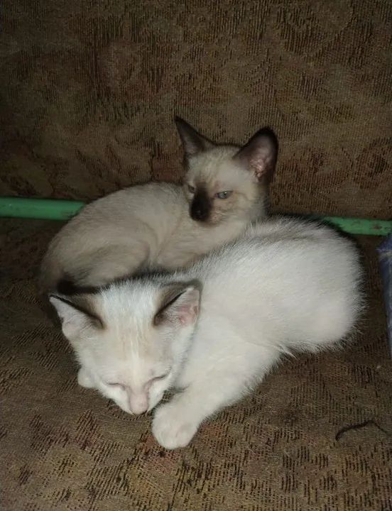 Adoção Responsável