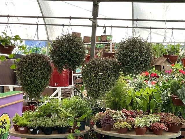 Vendo Floricultura - Foto 5