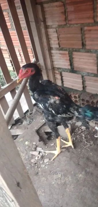 Vendo 2 frango  - Foto 5