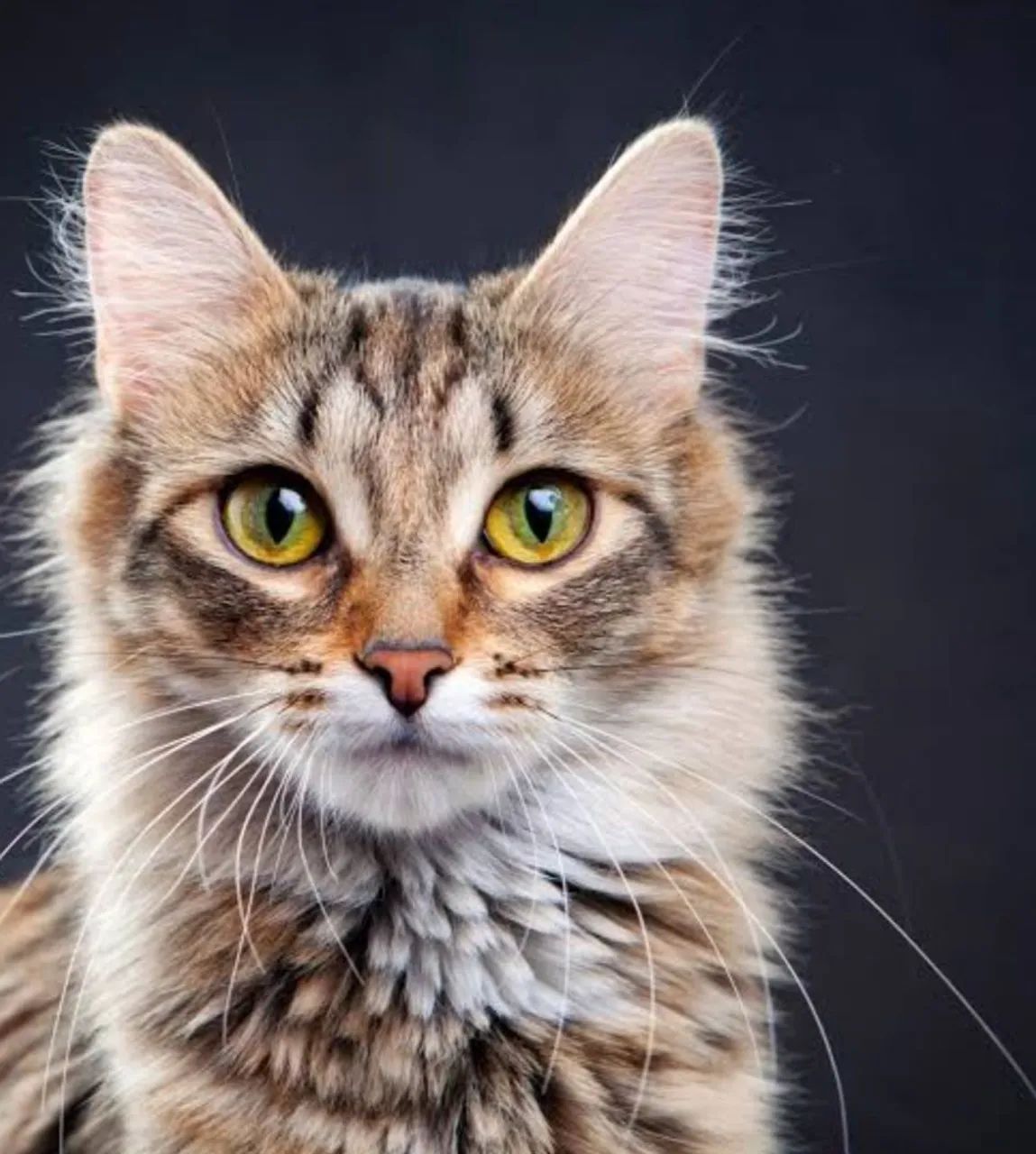 Adoção Raça Tabby Castradas