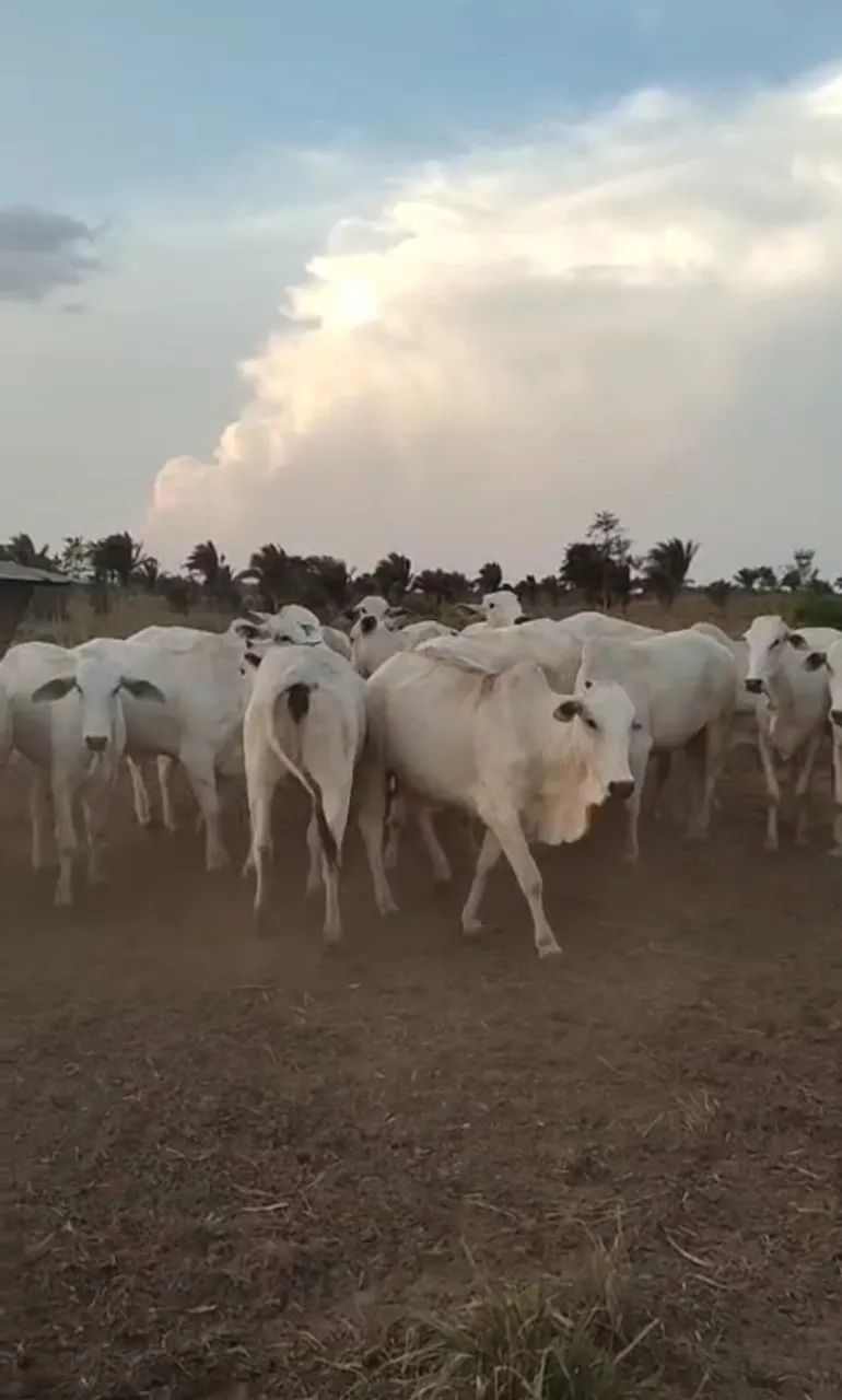 NOVILHAS e BEZERROS  N