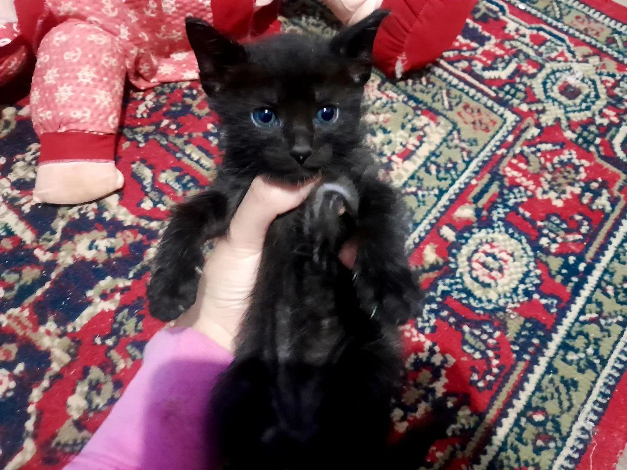 Gatinho preto com olhos azuis - Foto 2