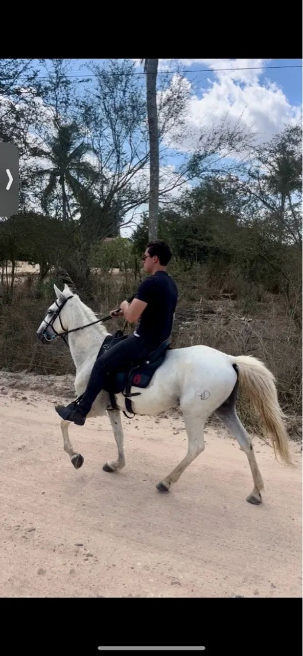 Cavalo Marcha picada 