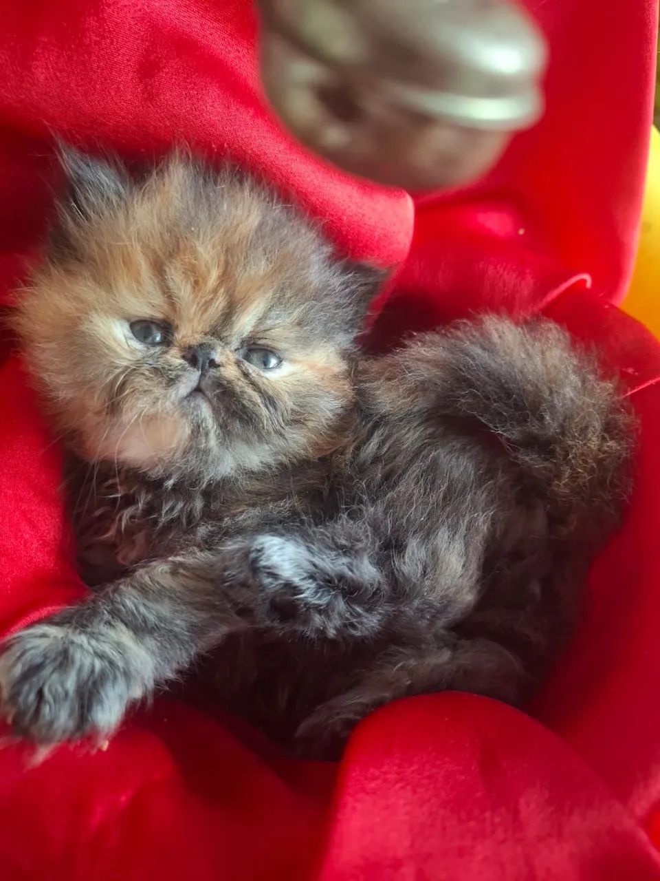 Persa Garantia e Suporte  - Foto 2