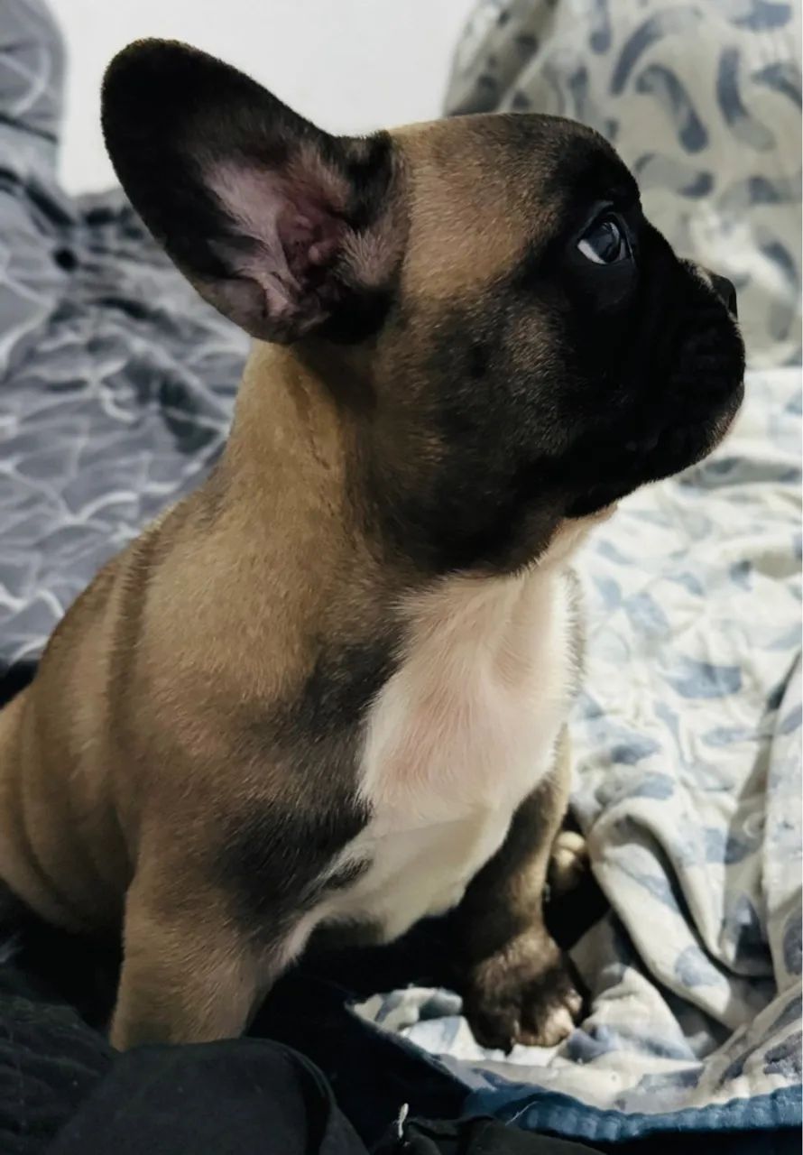 FILHOTE BULD0G FRANCÊS MACHO DISPONÍVEL 