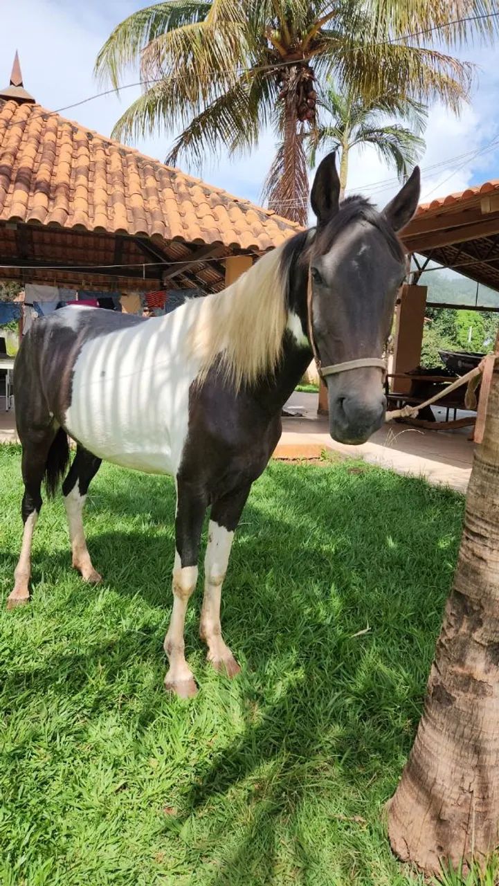 Egua manga larga pampa de preto - Foto 3