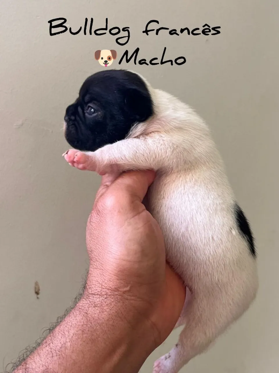 Bulldog Francês