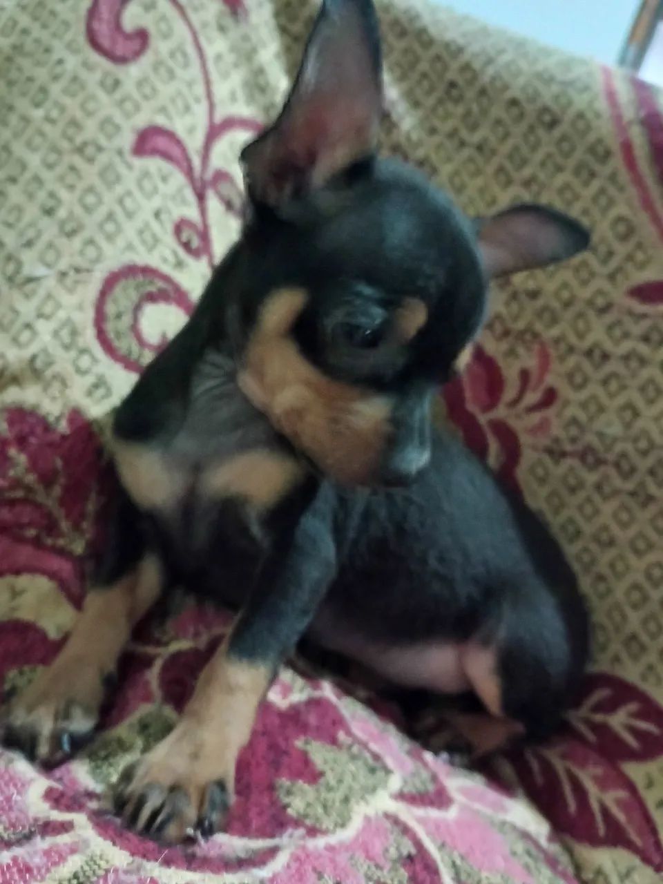 Nike — Charming Black Handsome Miniature Pinscher
