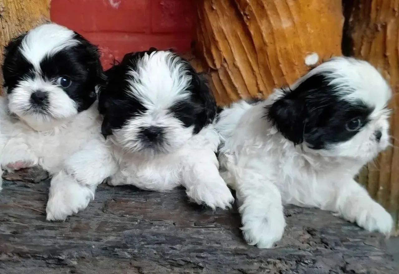 Shih Tzu Filhotes mini shih tzu várias cores em promoção confira!! - Foto 2