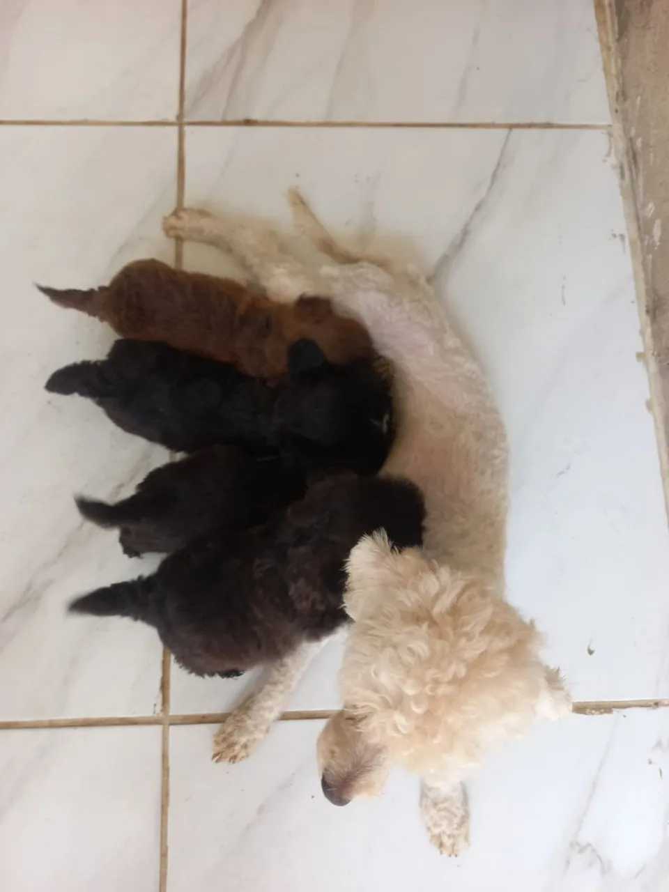 Poodle lindos avalio troca