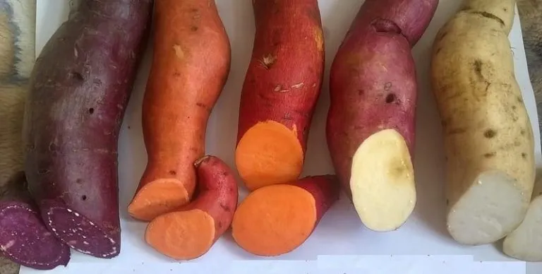 Mudas de batata doce para plantio 
