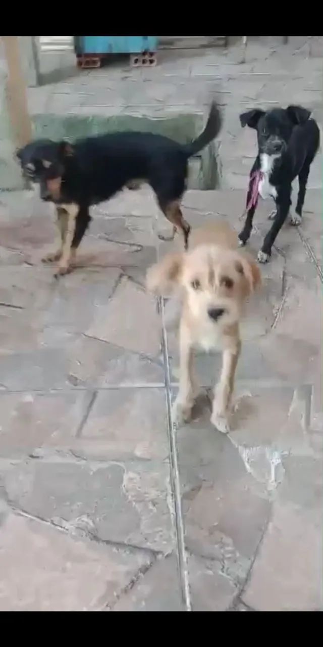 Filhotes de cachorro para adoção - Foto 4