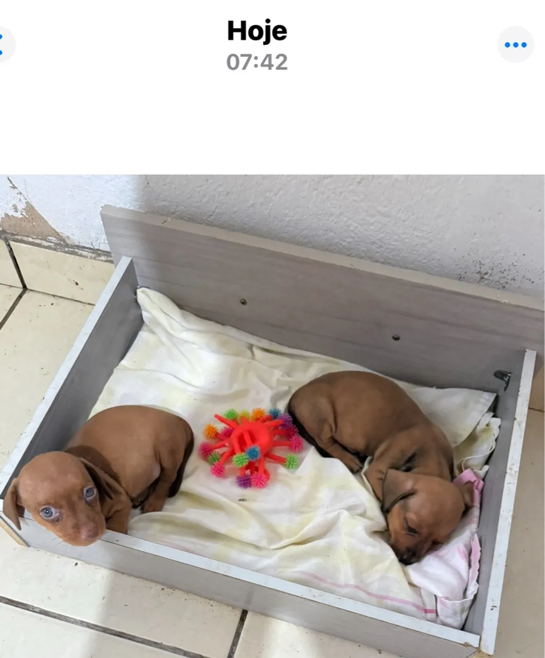 Filhotes Cofap/Salsicha Vermifugados Comendo Ração Pai e Mãe No local