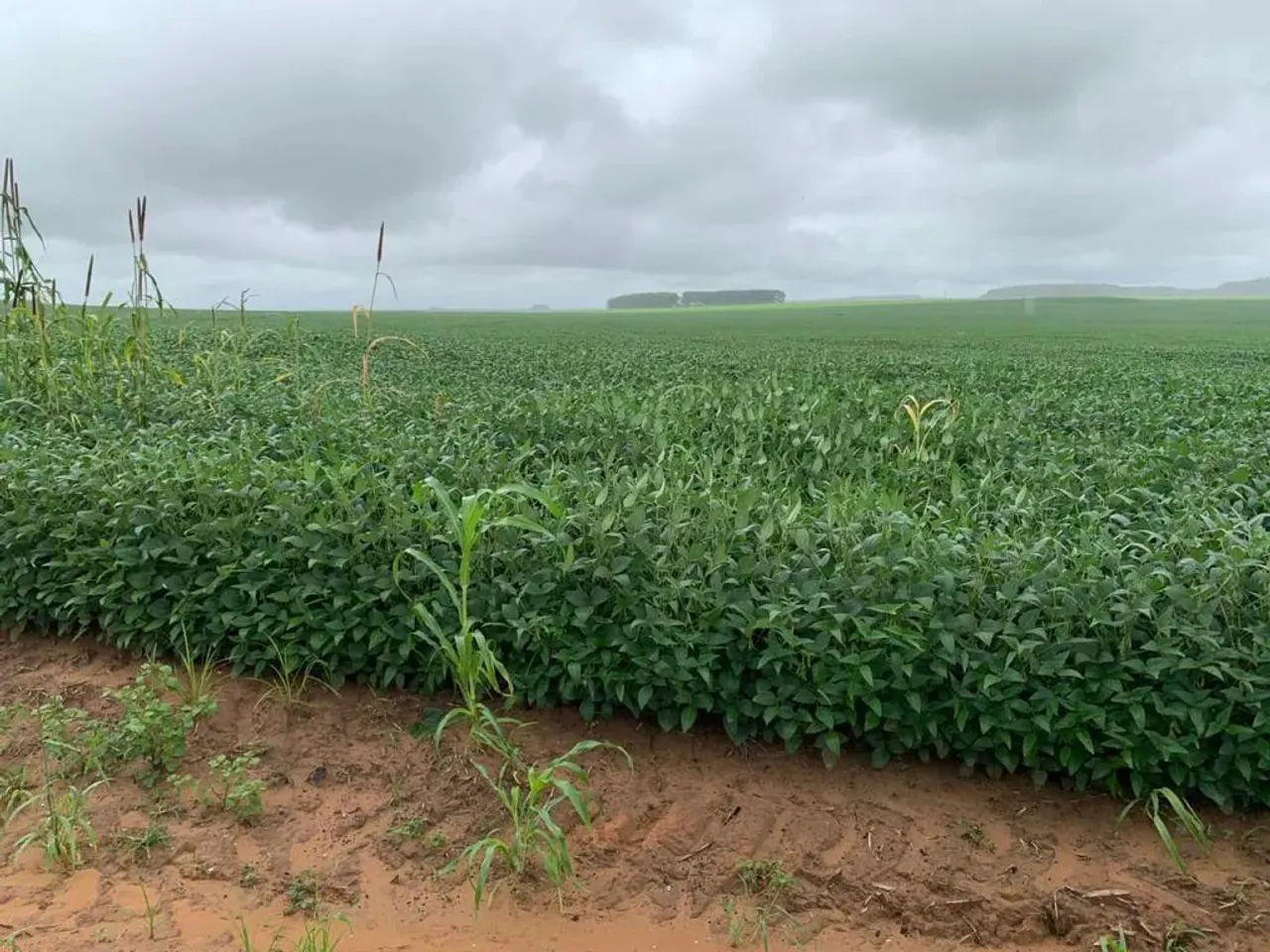 FAZENDA COM 12.000 HECTARES NA REGIÃO DE MORRO ALTO TOCANTINS