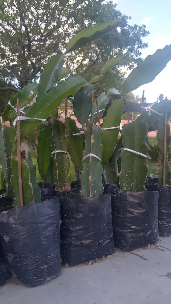 Mudas de Pitaya Vermelha (não faço entregas)