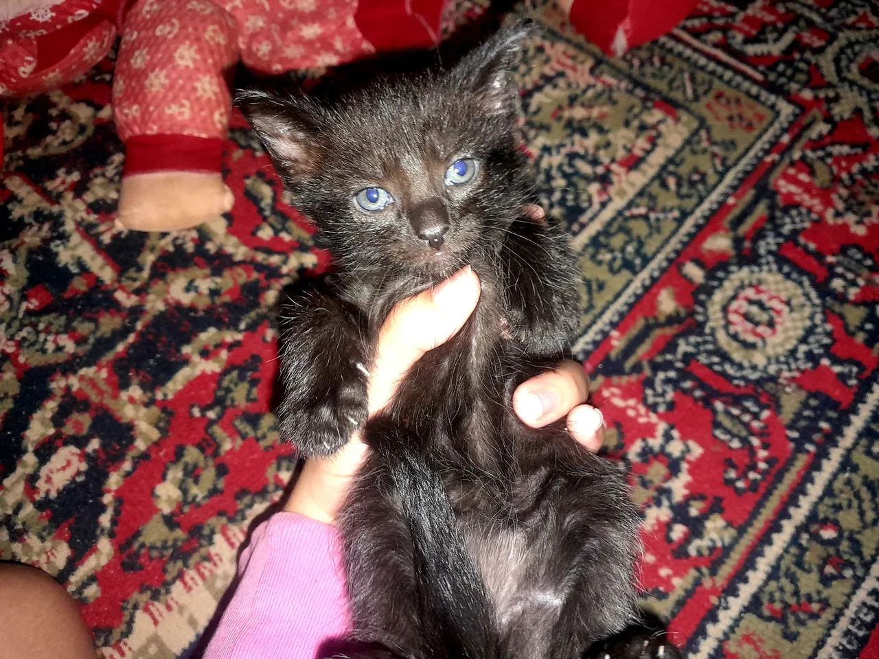 Gatinho preto com olhos azuis