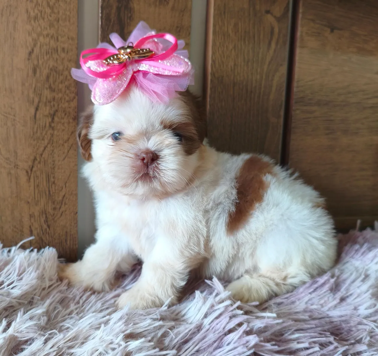 Filhote Shih Tzu Fêmea